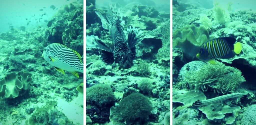 nusa_llembongan_fish