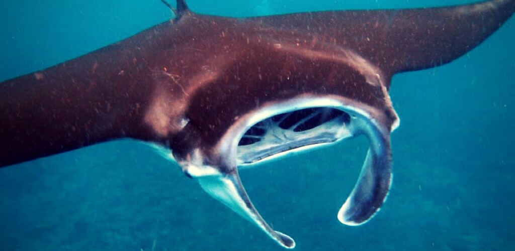 manta_ray