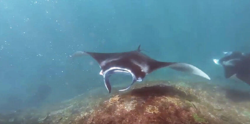 manta ray nusa lembongan