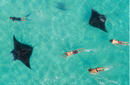Snorkelling with Manta Rays